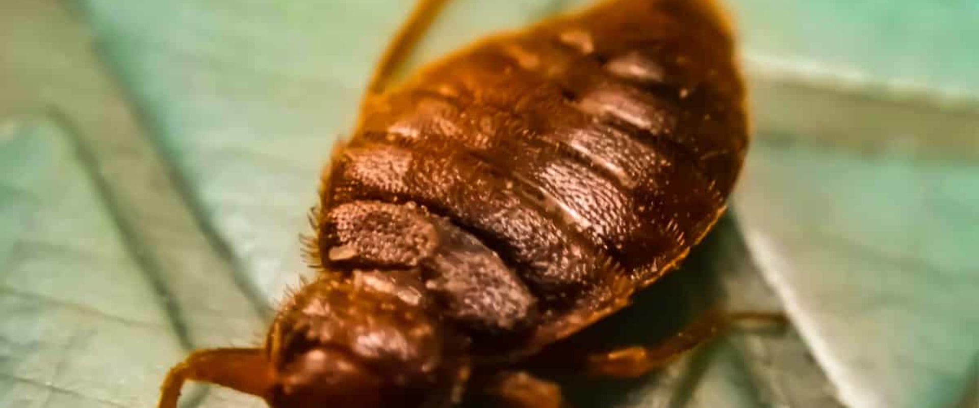 The Ultimate Guide To Bed Bug Control In Fayetteville: Why Home Inspections Matter