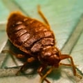 The Ultimate Guide To Bed Bug Control In Fayetteville: Why Home Inspections Matter