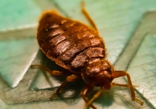 The Ultimate Guide To Bed Bug Control In Fayetteville: Why Home Inspections Matter